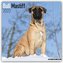 Bullmastiffs 2022 - 18-Monatskalender mit freier DogDays-App