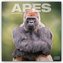 Apes - Affen 2022