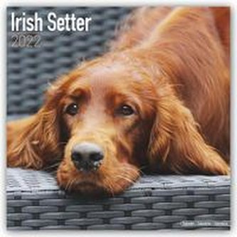 Irish Setters - Irish Setter 2022 - 18-Monatskalender mit freier DogDays-App