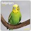 Budgerigars - Wellensittiche 2022