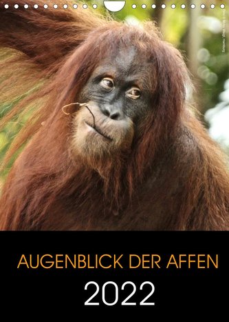 Augenblick der Affen 2022 (Wandkalender 2022 DIN A4 hoch)
