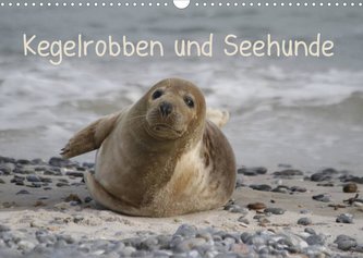 Kegelrobben und Seehunde (Wandkalender 2022 DIN A3 quer)