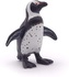 Pingwin afrykański