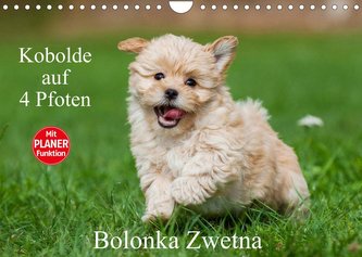 Kobolde auf 4 Pfoten - Bolonka Zwetna (Wandkalender 2022 DIN A4 quer)
