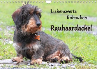 Liebenswerte Rabauken Rauhaardackel / CH-Version (Wandkalender 2022 DIN A4 quer)
