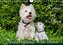 Kobold auf 4 Pfoten - West Highland White Terrier (Wandkalender 2022 DIN A4 quer)