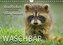 Waschbär - Niedlicher Allesfresser (Wandkalender 2022 DIN A4 quer)
