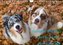 Australian Shepherd 2022 (Wandkalender 2022 DIN A4 quer)