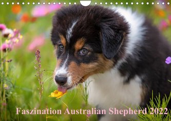 Australian Shepherd 2022 (Wandkalender 2022 DIN A4 quer)