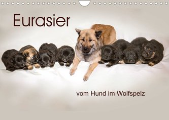 Eurasier, der Hund im Wolfspelz (Wandkalender 2022 DIN A4 quer)