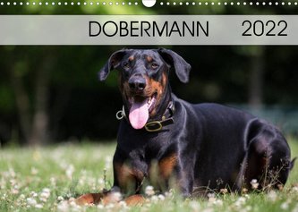 Dobermann 2022 (Wandkalender 2022 DIN A3 quer)