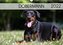 Dobermann 2022 (Wandkalender 2022 DIN A3 quer)