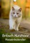 Britisch Kurzhaar Katzenkalender (Wandkalender 2022 DIN A4 hoch)