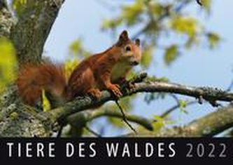 Tiere des Waldes 2022