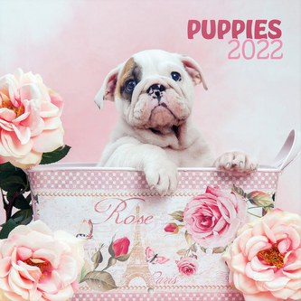 Kalendář 2022 16 měsíců: Štěňata (30 x 30|60 cm) Kalendář 2022 16 měsíců: Štěňata (30 x 30|60 cm)