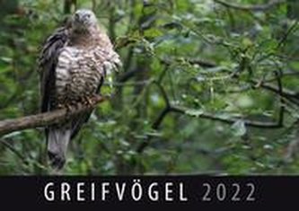 Greifvögel 2022