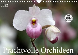 Prachtvolle Orchideen (Wandkalender 2022 DIN A4 quer)