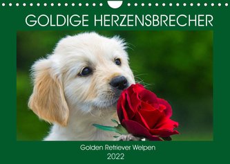 Goldige Herzensbrecher - Golden Retriever Welpen (Wandkalender 2022 DIN A4 quer)