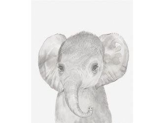 Obrázek na zeď Slon