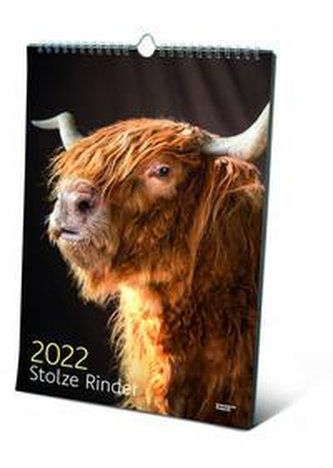 Stolze Rinder 2022