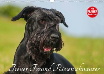 Treuer Freund Riesenschnauzer (Wandkalender 2022 DIN A3 quer)
