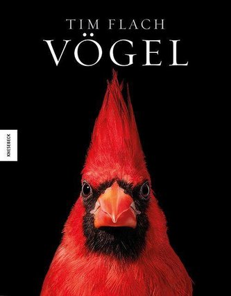 Vögel