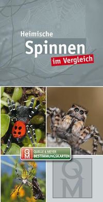 Heimische Spinnen im Vergleich