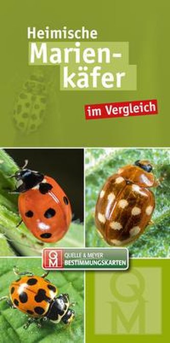 Marienkäfer im Vergleich