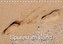 Spuren im Sand (Tischkalender 2020 DIN A5 quer)