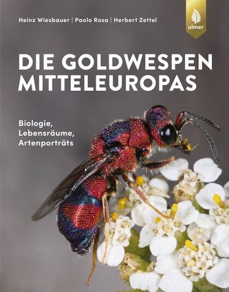 Goldwespen Mitteleuropas