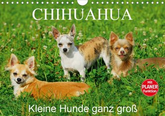 Chihuahua - Kleine Hunde ganz groß (Wandkalender 2021 DIN A4 quer)