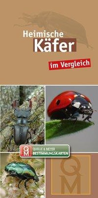 Heimische Käfer im Vergleich