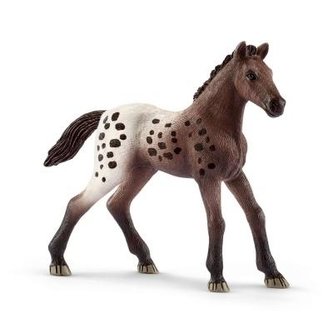 Źrebię rasy Appaloosa