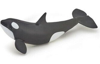 Kosatka mladá Kosatka mladá