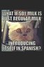 What If Soy Milk Is Just Regular Milk Introducing Itself in Spanish: Funny Cat Meme Book Caturday Gift. Perfect for School, Writ