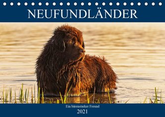 Neufundländer - Ein bärenstarker Freund (Tischkalender 2021 DIN A5 quer)