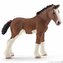 Źrebię rasy Clydesdale