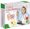 Ciało człowieka. Quiz ALEX