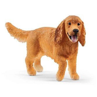 Angielski Cocker Spaniel