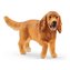 Angielski Cocker Spaniel