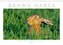 BROWN HARES (Wall Calendar 2021 DIN A4 Landscape)