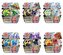 Kule Bakugan + akcesoria Baku-Gear mix (1 balení)