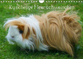 Kuschelige Meerschweinchen (Wandkalender 2023 DIN A4 quer)