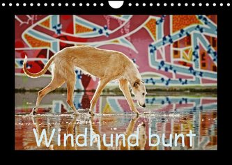 Windhund bunt (Wandkalender 2023 DIN A4 quer)