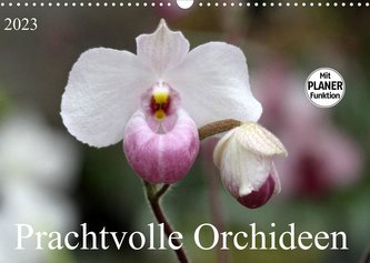Prachtvolle Orchideen (Wandkalender 2023 DIN A3 quer)