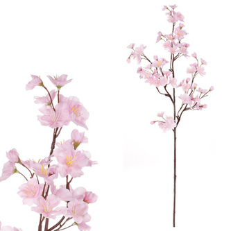 Třešeň větev, růžová barva.