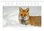 Der Rotfuchs (Tischkalender 2023 DIN A5 quer)