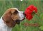 Beagle (Wandkalender 2023 DIN A3 quer)