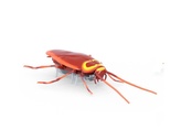 HEXBUG Real Bugs - Šváb