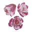 Cukrová jedlá kytka Magnolie 7cm 3ks - Dekora